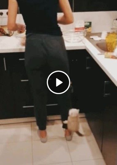 Gatinho escalando a jovem na cozinha